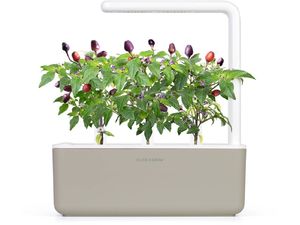 Click and Grow ardei iute violet, capsule cu semințe și substrat 3 buc.