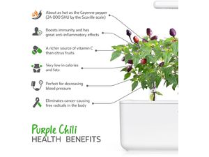 Click and Grow ardei iute violet, capsule cu semințe și substrat 3 buc.