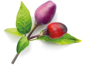 Click and Grow ardei iute violet, capsule cu semințe și substrat 3 buc.