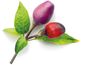 Click and Grow ardei iute violet, capsule cu semințe și substrat 3 buc.