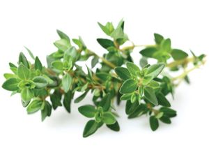 Click and Grow kakukkfű, kapszula magvakkal és hordozóval 3db