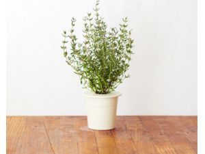 Click and Grow kakukkfű, kapszula magvakkal és hordozóval 3db