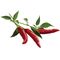 Click and Grow chilli papričky, kapsle se semínky a substrátem 3ks