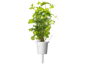 Click and Grow mentă, capsule cu semințe și substrat 3buc