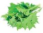 Click and Grow листна горчица, капсули със семена и субстрат 9бр.