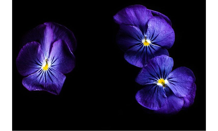 Plantui Viola True Blue, 3 kapsle, violka rohatá (maceška) modrá