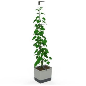 Gusta Garden CURT CUCUMBER - ghiveci cu udare automată, gri deschis