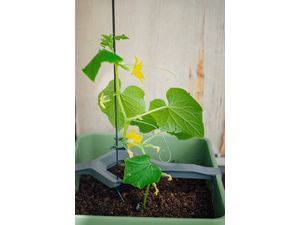 Gusta Garden CURT CUCUMBER - ghiveci cu autoapărare, antracit