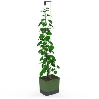 Gusta Garden CURT CUCUMBER ghiveci cu autoapărare, verde