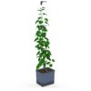 Gusta Garden CURT CUCUMBER самонапоителна саксия антрацит