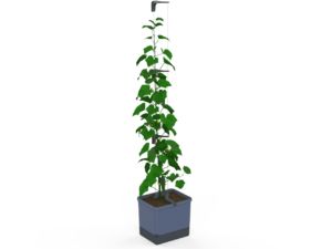 Gusta Garden CURT CUCUMBER - ghiveci cu autoapărare, antracit