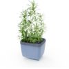 Gusta Garden HERBS BUDDY - ghiveci cu autoapărare, antracit