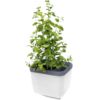 Gusta Garden HERBS BUDDY - ghiveci cu autoapărare, alb