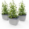 Gusta Garden HERBS BUDDY - ghiveci cu udare automată, gri deschis, pachet de 3 bucăți