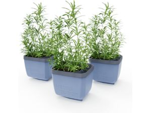 Gusta Garden HERBS BUDDY Selbstbewässerungskasten anthrazit, 3 Stück im Pack