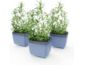 Gusta Garden HERBS BUDDY Selbstbewässerungskasten anthrazit, 3 Stück im Pack