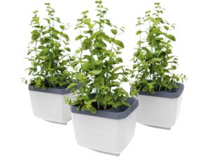 Gusta Garden HERBS BUDDY samozavlažovací truhlík bílý, 3ks v balení