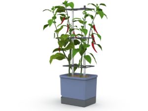 Gusta Garden CHARLY CHILI XL samozavlažovací truhlík modrý