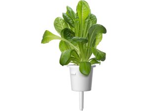 Click and Grow маруля ромейн, капсули със семена и субстрат 9бр.