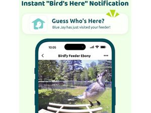 Birdfy Feeder Ebony Lite