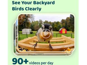 Birdfy Feeder Bamboo AI by Subscription w/ Solar