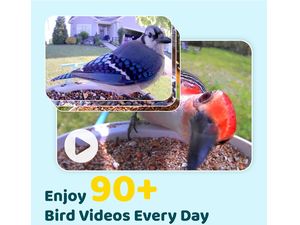 Alimentator Birdfy (AI gratuit pe viață)