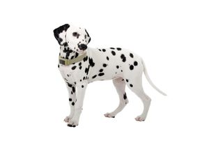 Inosat Pet  Locator - béžový, sledování zvířat bez poplatků
