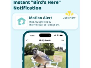 Birdfy feeder Solar (AI gratuit pe viață)
