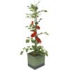 Gusta Garden TOM TOMATO Standard samozavlažovací truhlík, tmavě zelený