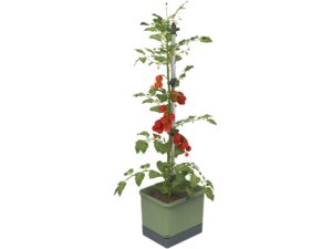 Gusta Garden TOM TOMATO Standard samozavlažovací truhlík, tmavě zelený