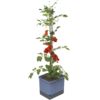 Gusta Garden TOM TOMATO Standard samozavlažovací truhlík, modrý