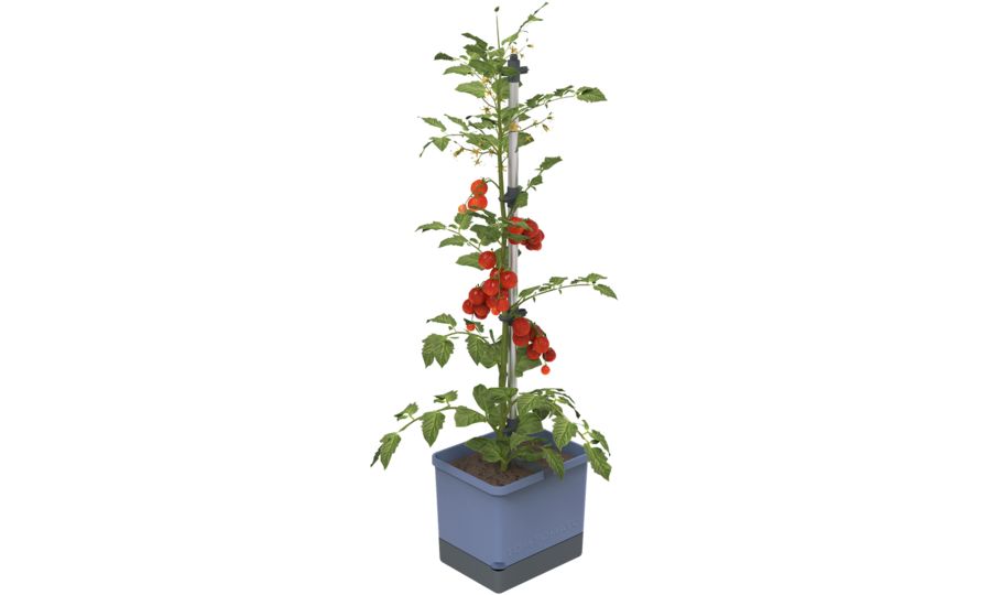 Gusta Garden TOM TOMATO Standard samozavlažovací truhlík, modrý