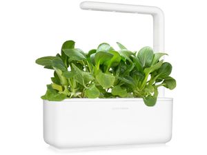 Click and Grow Pak Choi, kapsle se semínky a substrátem 3ks