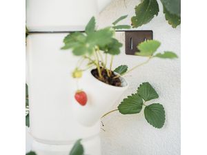 Gusta Garden SISSI STRAWBERRY suport de perete SISSI STRAWBERRY