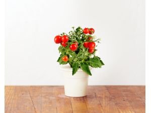 Click and Grow roșii mini, capsule cu semințe și substrat 3 buc