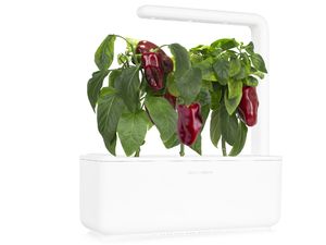 Click and Grow Ardei roșu, dulce, capsule cu semințe și substrat 3buc