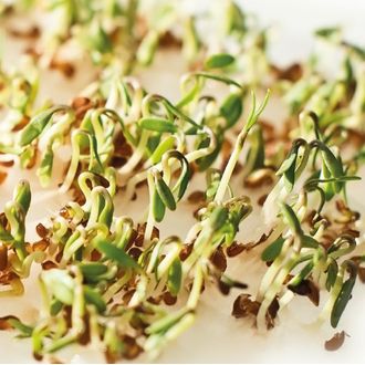 Gusta Garden microgreens Cress, 4buc