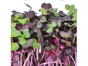 Gusta Garden microgreens Rotes Radieschen, 4 Stk.