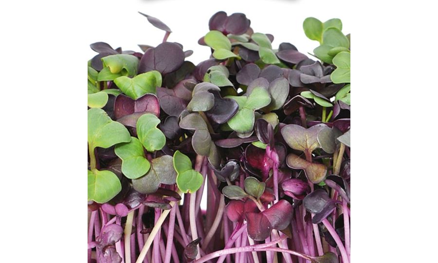 Gusta Garden microgreens Rotes Radieschen, 4 Stk.